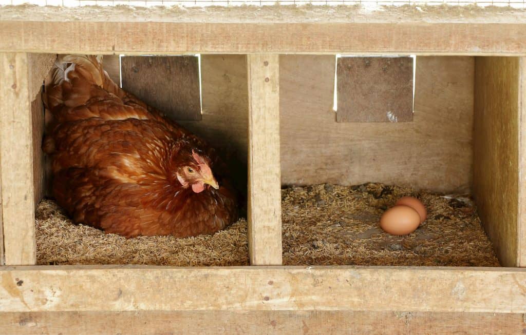 chicken in a nesting box