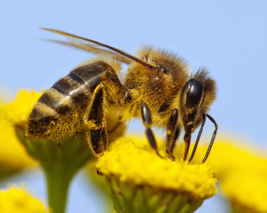 Yellow-Faced Bees