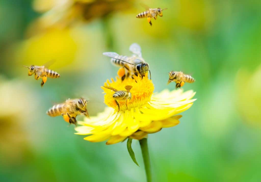 What Do Honey Bees Eat