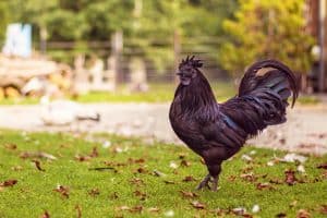 10 Black Chicken Breeds | Chook City